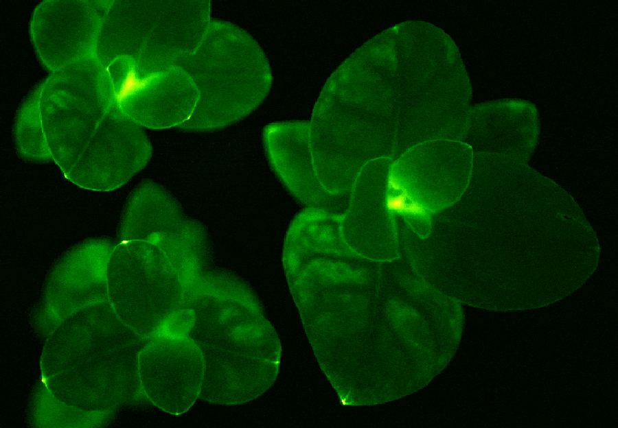 Watch Your Garden "Glow"