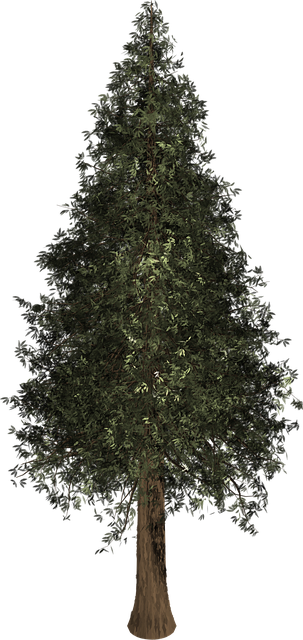 93-Year Tree-dition