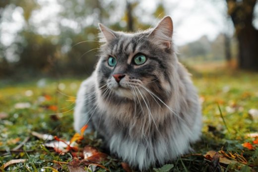 What is a cat pervert?