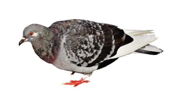 Pigeonholed