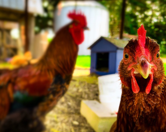 Scientists Giving A Cluck 