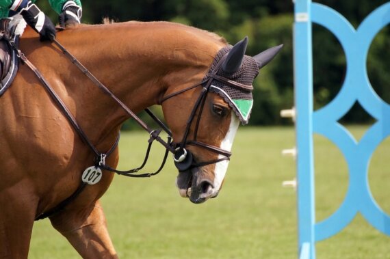 G-String Showjumper in a Tight Spot