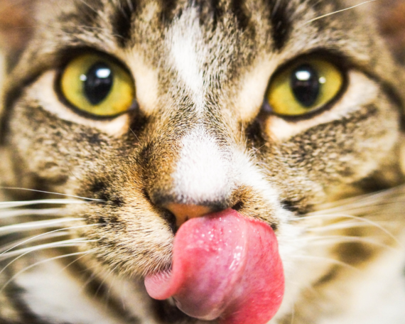 Cod got your tongue? 