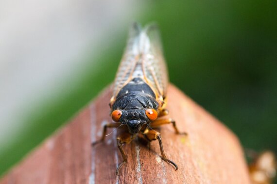 Cicada-ggedon